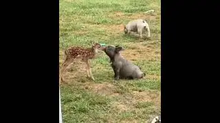Deer and dog friendship bonding 💕💕💕