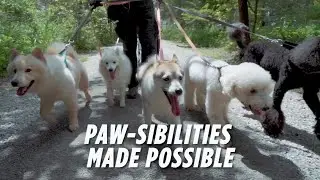 Singapore's First Enrichment School for doggos - Pawsible!