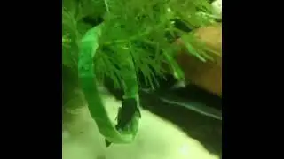Bristlenose Pleco on Cucumber