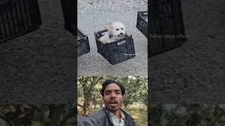 Dog swing 😎❤️ Sigma rule | inspirational quotes | motivational quotes #shorts #motivational
