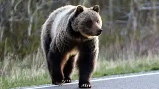 BEAR ATTACK BEDTIME STORIES &ndash; REAL HORROR TO SLEEP TO PT.03