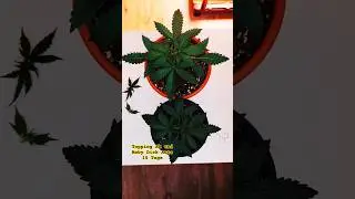 AK Auto 2 & Moby Dick Auto &ndash; Tag 15 &ndash; Topping 🌿✂️ #CannabisGrow #Topping #shorts #viral
