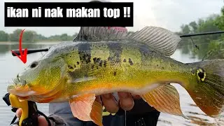 Repeat Dan Strike Geng !! | Stradic FL | Zodias Travel Rod