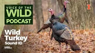 Episode 83: Wild Turkey &ndash; Voice of the Wild