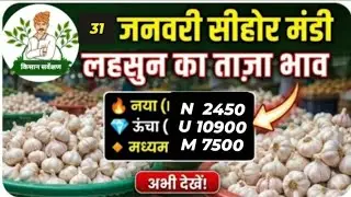 31 जनवरी  सीहोर मंडी  लहसुन का भाव Sehore mandi garlic price today