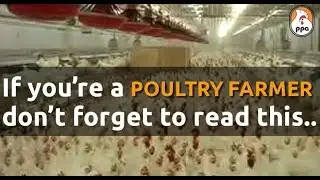 SECRET BEHIND SUCCESS |POULTRY FARMING|