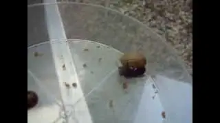 Mason Bee Cocoon Roll