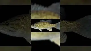 How To Tell A Largemouth Bass And A Smallmouth Bass Apart