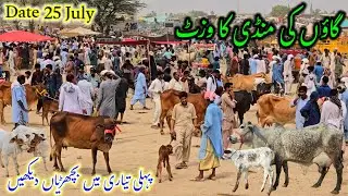 25 July 2025 | Village Maweshi mandi first timer bachriyan , highly milking cows and desi bachray