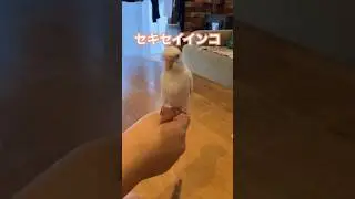 セキセイインコをお迎えしました！#セキセイインコ　#アルビノ
