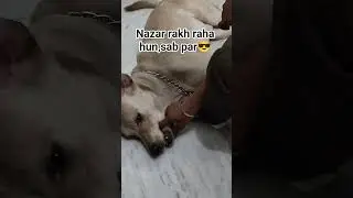#gabdu life #funny moments #comedy videos #entertainment #dog activity #positive vibes