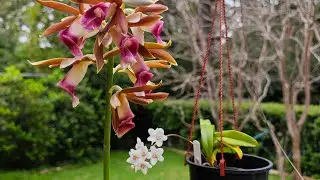 2548 最大最小澳洲本土蘭花 orchid roots check