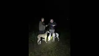 Lamping hares with big rex