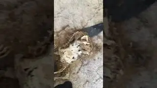Abandoned house with dead animal inside