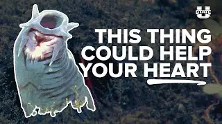 USU Researchers Come Up with Method to Mimic Heart Tissue with the Help of Hagfish