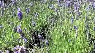 Lavandula x  intermedia 'Grosso' - 'Grosso' Lavandin, Hedge Lavender