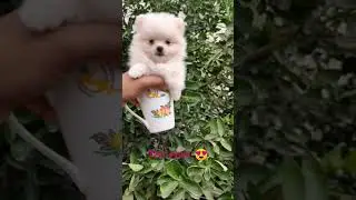 Toy 🧸 pom puppy#toys #toypom#toy#trending#cute #youtubeshorts#funnyvideo#happy