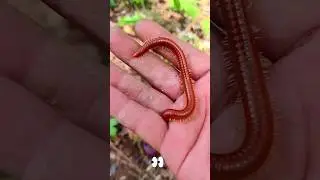 insect gaming challenge show #insects #shortsviral