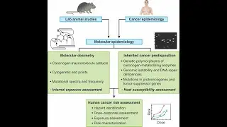 Carcinogenic Agents; Chemical, Radiation and microbial carcinogenic Agents