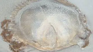 Jellyfish @Firsttimebyncn