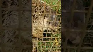 Close up view of a Groundhog #shorts #wildanimals #groundhog #cagetrap