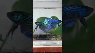 Blue mahachai pairs available WhatsApp on 9699475691 #bettafish #betta #wildbetta #mahachai