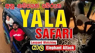 Yala Safari | Sri Lanka | Elephant Attack | යාල යන්න කලින් බලන්න #yalanationalpark