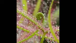 This is a Drosera binata - carnivorous plant, commonly known as the forked sundew 🌾