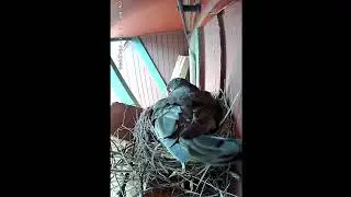 Robin Nest Live Cam