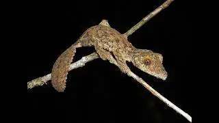 प्रकृति की अदृश्य कला | Camouflage in Animals