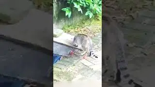 Tarantula attacks cat