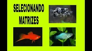 SELECIONANDO   MATRIZES DE MOLINÉSIAS, PLATYS E ESPADAS.