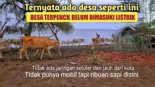 DESA TERPENCIL SITUBONDO - BELUM DIMASUKI LISTRIK - 4000 SAPI HIDUP DISINI
