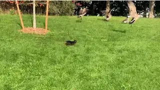Dog Attack On Canada Goose |  #trending #funny