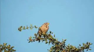 Corn bunting (Emberiza calandra) 🌽