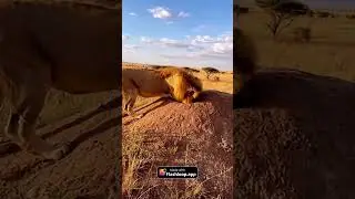 the savannah into the strangest wildlife slapstick show ever filmed.#funny#animals#lions