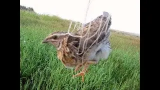 Batair ka shikar - Batair ka shikar in pakistan - Quail hunting in pakistan