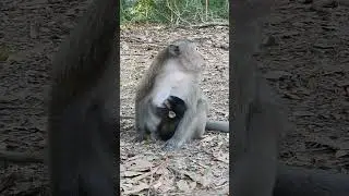 #Monkey baby new born #Monkeyvideo #Новорожденная обезьянка такая милая такая милая  #Eps47 #shorts