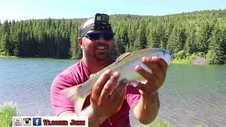 Tiger Trout and Rainbow trout Fishing by Vlogger John/How to catch Stocked Trout with lures and bait