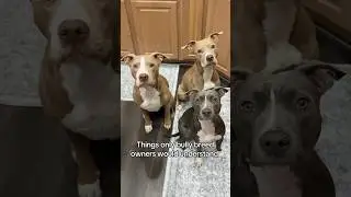 Things only bully breed owners would understand 🥰 #shortfeed #shorts #pitbull #dogs #cutedog