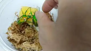 Alive Cyprolais Aurata from Cameroon