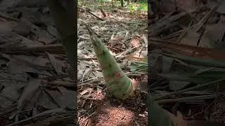 Sounds of cutting bamboo shoots #bamboo #harvest #agriculture #video #shortvideo #farming #viral