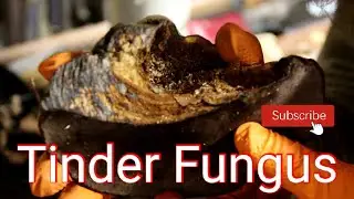 PREPARING TINDER FUNGUS(FOMES FOMENTARIUS)ZUNDERSCHWAMM, IN LYE SOLUTION.