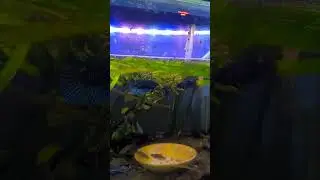wild betta fish