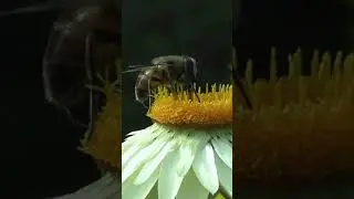 Busy Bee | Amazing Nature | Relaxing music | Stress Relief | #shorts