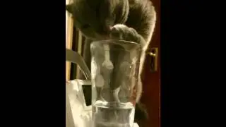 Funny cat drinking water from glass
