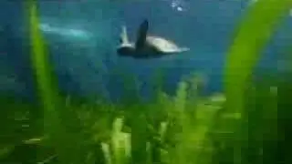Green turtle - victim of climate change
