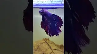நம்ம Betta fish statue ஆயுடுச்சி 🤔அத Release பண்ண போறோம்🤯 #aquarium #shorts #fishtank #tamil