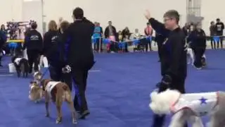 Rock-n-Roll K9s at Novi Pet Expo 2016