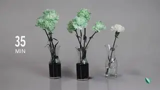 Flowers to Dye For - St. Patrick's Day